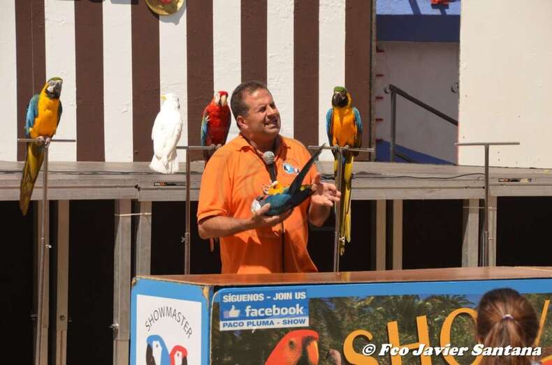Alberto Ravelo con dos de las aves que participan en el espectáculo (Foto Francisco Javier Santana)
